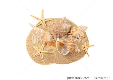 Seashells and starfish on sandy summer beaches, PNG Seashells and starfish on sandy summer beaches, PNG 137489682