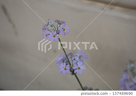 A landscape photographed with the focus on the tip of a pink snowdrop flower A landscape photographed with the focus on the tip of a pink snowdrop flower 137489690