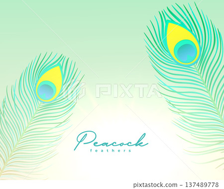 beautiful natural peacock plumage background design beautiful natural peacock plumage background design 137489778