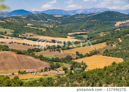 Summer view of Provencal landscape, Plateau Valensole, France Summer view of Provencal landscape, Plateau Valensole, France 137490278
