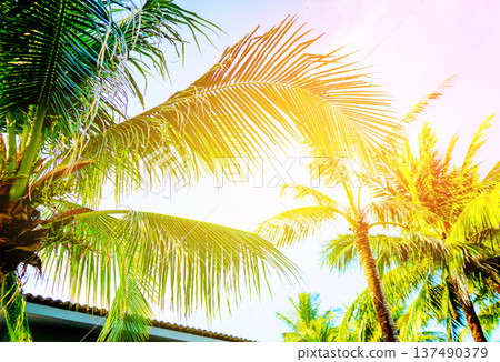 Palm trees silhouettes in sunset. Tropical background with sunset palm trees. Palm trees Palm trees silhouettes in sunset. Tropical background with sunset palm trees. Palm trees 137490379
