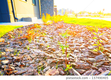 Pine bark for mulching soil on lawn in landscape design. Shrubs planting city stret. Pine bark mulch Pine bark for mulching soil on lawn in landscape design. Shrubs planting city stret. Pine bark mulch 137490405