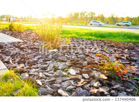 Pine bark for mulching soil on lawn in landscape design. Shrubs planting city stret. Pine bark mulch Pine bark for mulching soil on lawn in landscape design. Shrubs planting city stret. Pine bark mulch 137490406