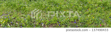 wildflower meadow wildflower meadow 137490433