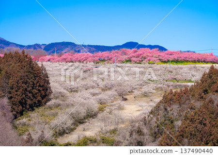 Gunma Prefecture, Misato Plum Grove 137490440