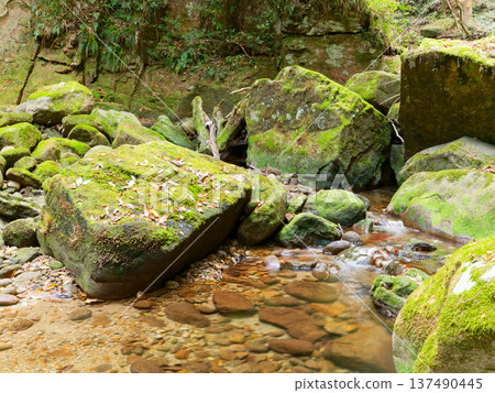 A quiet mountain stream surrounded by mossy rocks and fallen leaves A quiet mountain stream surrounded by mossy rocks and fallen leaves 137490445