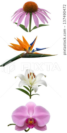 Beautiful collection of assorted flowers including echinacea, bird of paradise, lily, orchid, isolated on white for botanical designs Beautiful collection of assorted flowers including echinacea, bird of paradise, lily, orchid, isolated on white for botanical designs 137490472