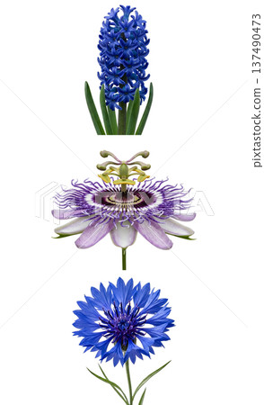 Beautiful botanical collection of blue and purple flowers including hyacinth, passion flower, cornflower, isolated on white for design projects 137490473