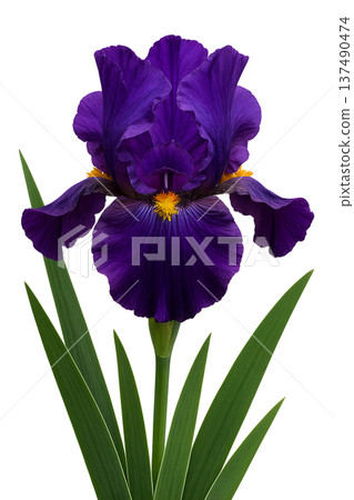 Regal purple iris flower with elegant, flowing petals, isolated on transparent background. Perfect for floral design and garden themes 137490474
