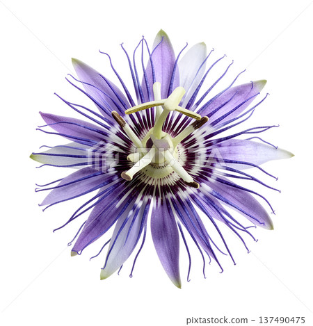 Exotic purple passion flower passiflora with its intricate corona and unique structure, isolated. Perfect for tropical and mystical themes 137490475