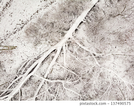 Winter forest. Trees covered with snow. Aerial view Winter forest. Trees covered with snow. Aerial view 137490575