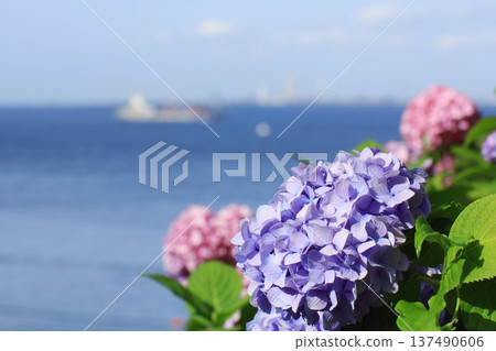 Yokosuka Kannonzaki Park: Enjoy the hydrangeas and the sea together Yokosuka Kannonzaki Park: Enjoy the hydrangeas and the sea together 137490606