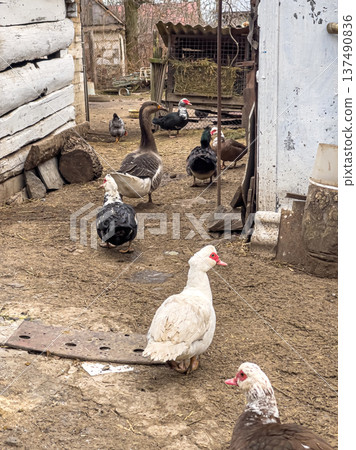 Ducks, geese, farm birds, farming concept, pets. 137490836