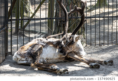 Deer with big antlers in the zoo outdoors. 137490925