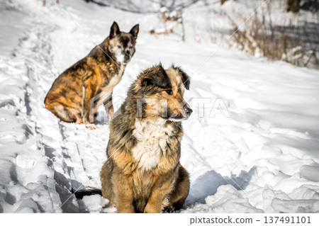 dog in a snowy forest 137491101