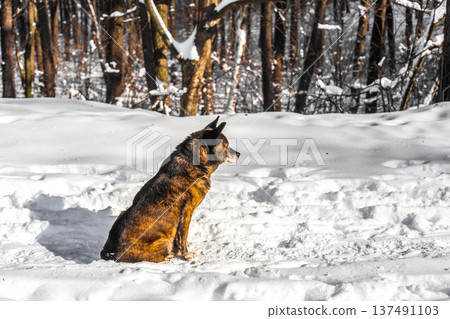 dog in a snowy forest dog in a snowy forest 137491103