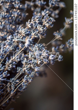 Dried lavender flowers, macro shot, blurred background. 137491107