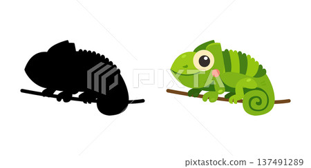 Cute chameleon cartoon on branch with shadow silhouette for kids educational game 137491289