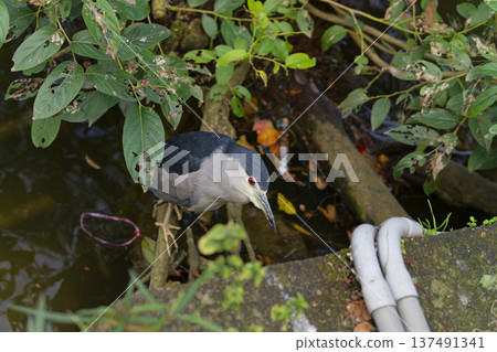 Black-crowned Night Heron at Lakeside Urban Park in Taipei, Taiwan 137491341