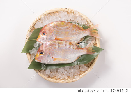 [Nagasaki Prefecture] Kidai (Renkodai) 137491342