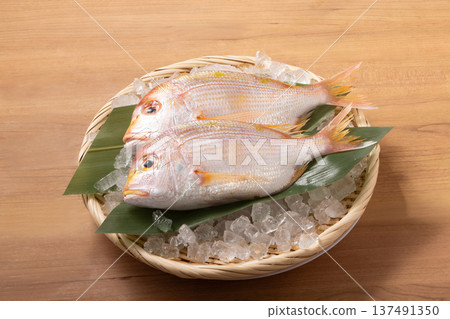 [Nagasaki Prefecture] Kidai (Renkodai) 137491350
