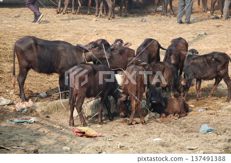 A herd of water buffaloes for sale at a market in Lumbini, Nepal 137491388