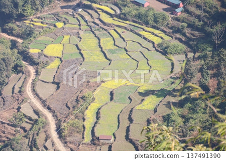 尼泊爾博卡拉山坡上的梯田油菜花田景觀 尼泊爾博卡拉山坡上的梯田油菜花田景觀 137491390