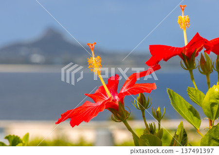 Ishikawa, Motobu-cho, Kunigami-gun, Okinawa Prefecture Hibiscus at Ocean Expo Park with Ie Island Tacchu towering in the background Ishikawa, Motobu-cho, Kunigami-gun, Okinawa Prefecture Hibiscus at Ocean Expo Park with Ie Island Tacchu towering in the background 137491397