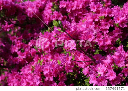 Azalea blooming on one side Azalea blooming on one side 137491571