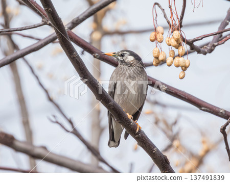 椋鳥棲息在梅利樹上 137491839