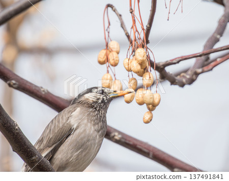 椋鳥棲息在梅利樹上 椋鳥棲息在梅利樹上 137491841