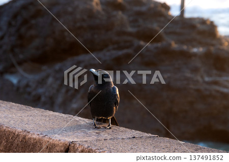 A distracted crow A distracted crow 137491852