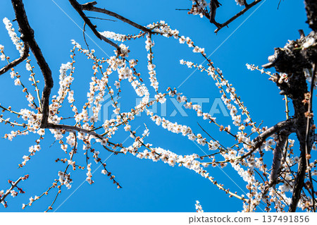 Skies and plums Skies and plums 137491856