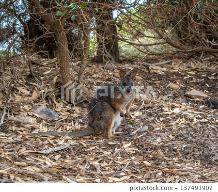 Wallaby standing on forest floor among dry leaves on Kangaroo Island 137491902