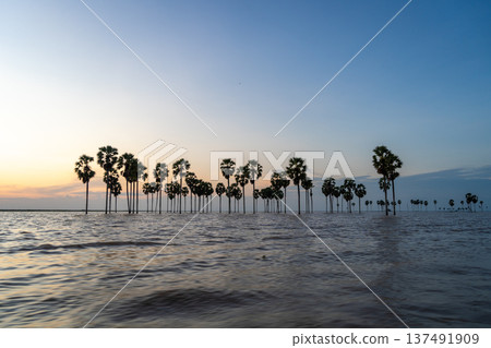 Borassus palms at sunset on Lake Tempe, Sulawesi, Indonesia 137491909