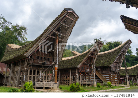 Traditional Toraja houses with buffalo horns, Sulawesi, Indonesia Traditional Toraja houses with buffalo horns, Sulawesi, Indonesia 137491914