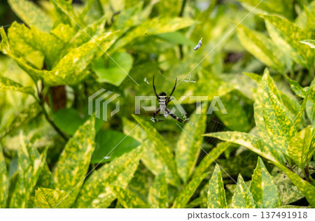 Argiope amoena spider in garden foliage, Takayama, Japan Argiope amoena spider in garden foliage, Takayama, Japan 137491918
