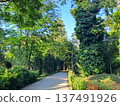 Empty asphalt path winding through a lush green park on a calm summer day 137491926