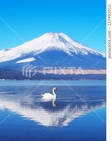 Yamanashi Prefecture, Swans and Inverted Mt. Fuji, February 137492012