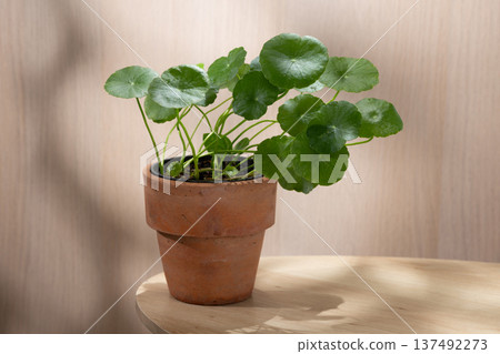 Round green leaves of Hydrocotyle verticillata or Water Pennywort in a terracotta pot on wood. 137492273