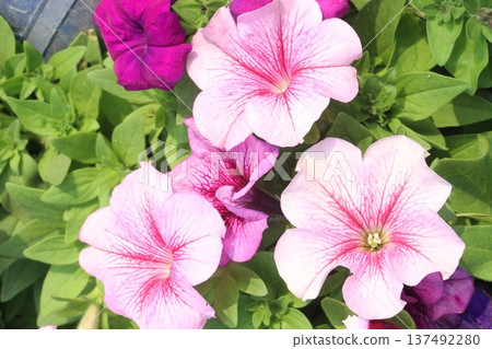 Petunia axillaris flower plant on pot 137492280