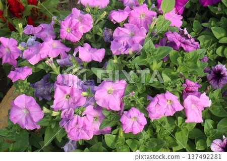 Petunia axillaris flower plant on pot Petunia axillaris flower plant on pot 137492281