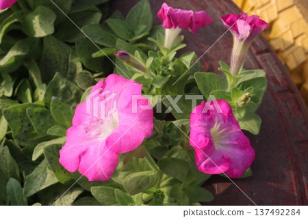 Petunia axillaris flower plant on pot Petunia axillaris flower plant on pot 137492284
