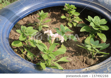 Petunia axillaris flower plant on pot 137492288