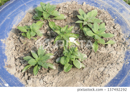 Petunia axillaris flower plant on pot 137492292