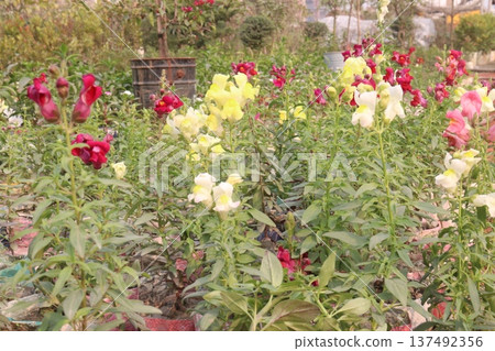 snapdragon, Antirrhinum, dragon flower, toadflax, dog flower plant snapdragon, Antirrhinum, dragon flower, toadflax, dog flower plant 137492356