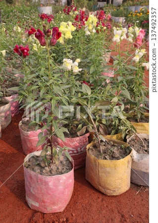 snapdragon, Antirrhinum, dragon flower, toadflax, dog flower plant 137492357