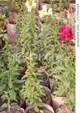 snapdragon, Antirrhinum, dragon flower, toadflax, dog flower plant 137492364