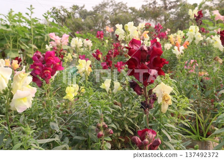 snapdragon, Antirrhinum, dragon flower, toadflax, dog flower plant 137492372