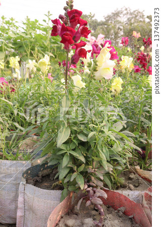 snapdragon, Antirrhinum, dragon flower, toadflax, dog flower plant snapdragon, Antirrhinum, dragon flower, toadflax, dog flower plant 137492373